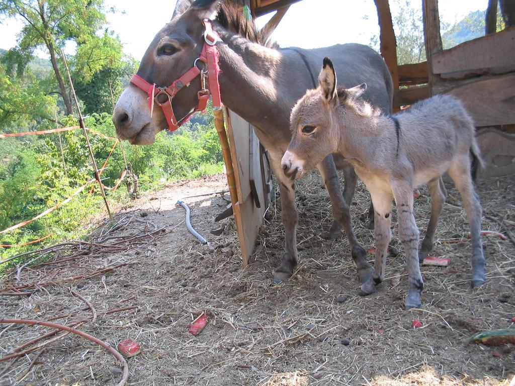Farm stay Il Borgo Della Colomba *